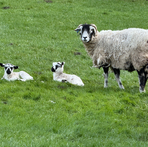 lambs