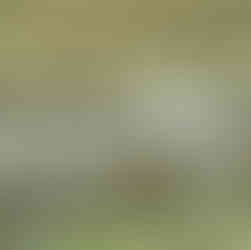 Wild deer in Lake District