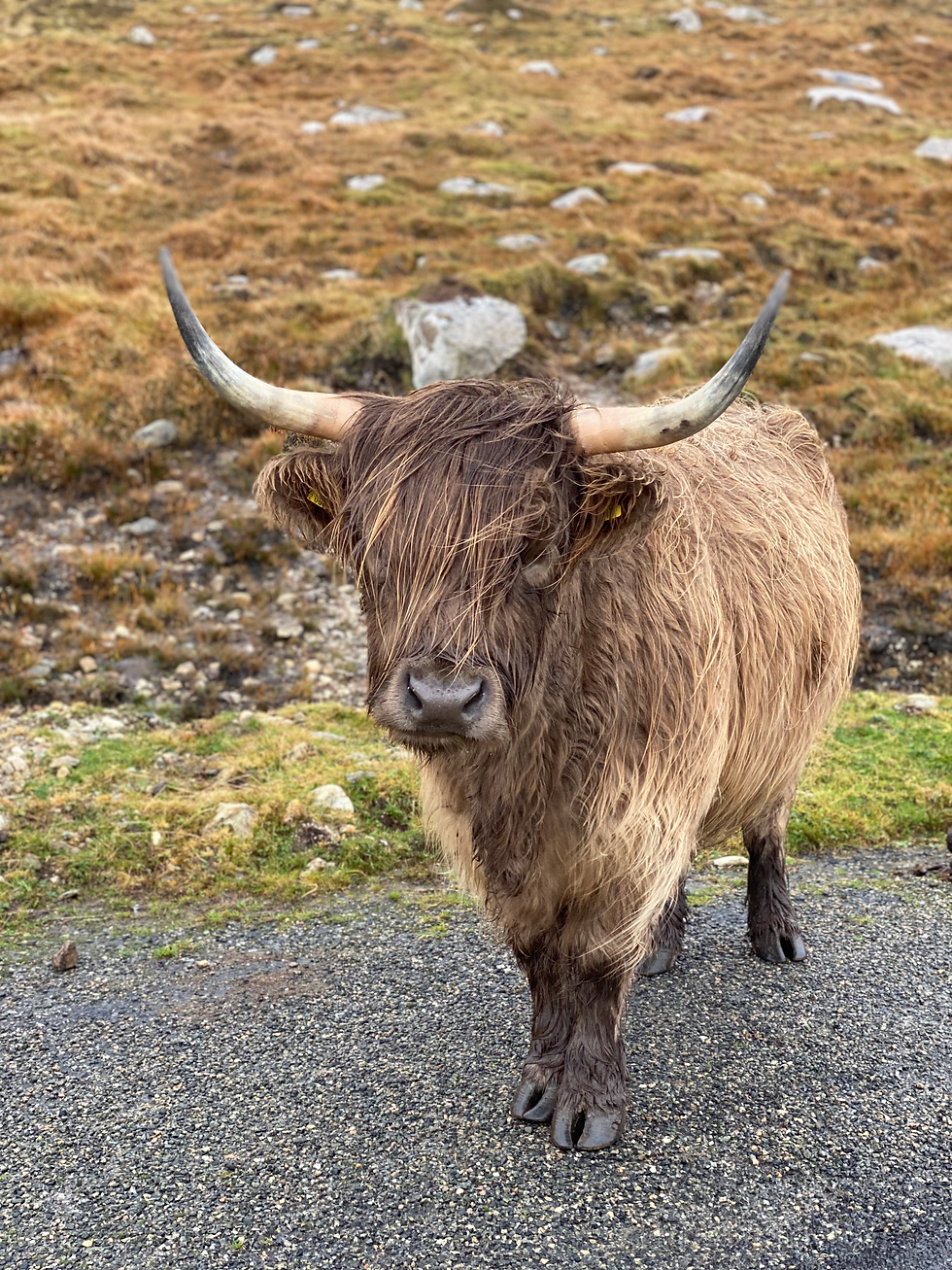 highland cow