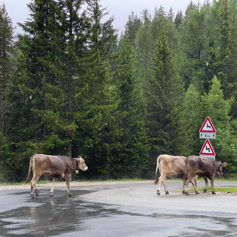 cows in the road