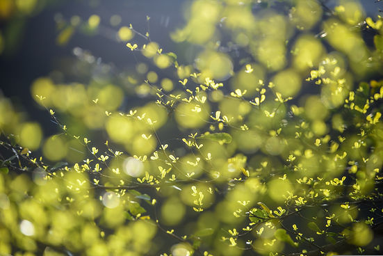 leaves-4176219.jpg