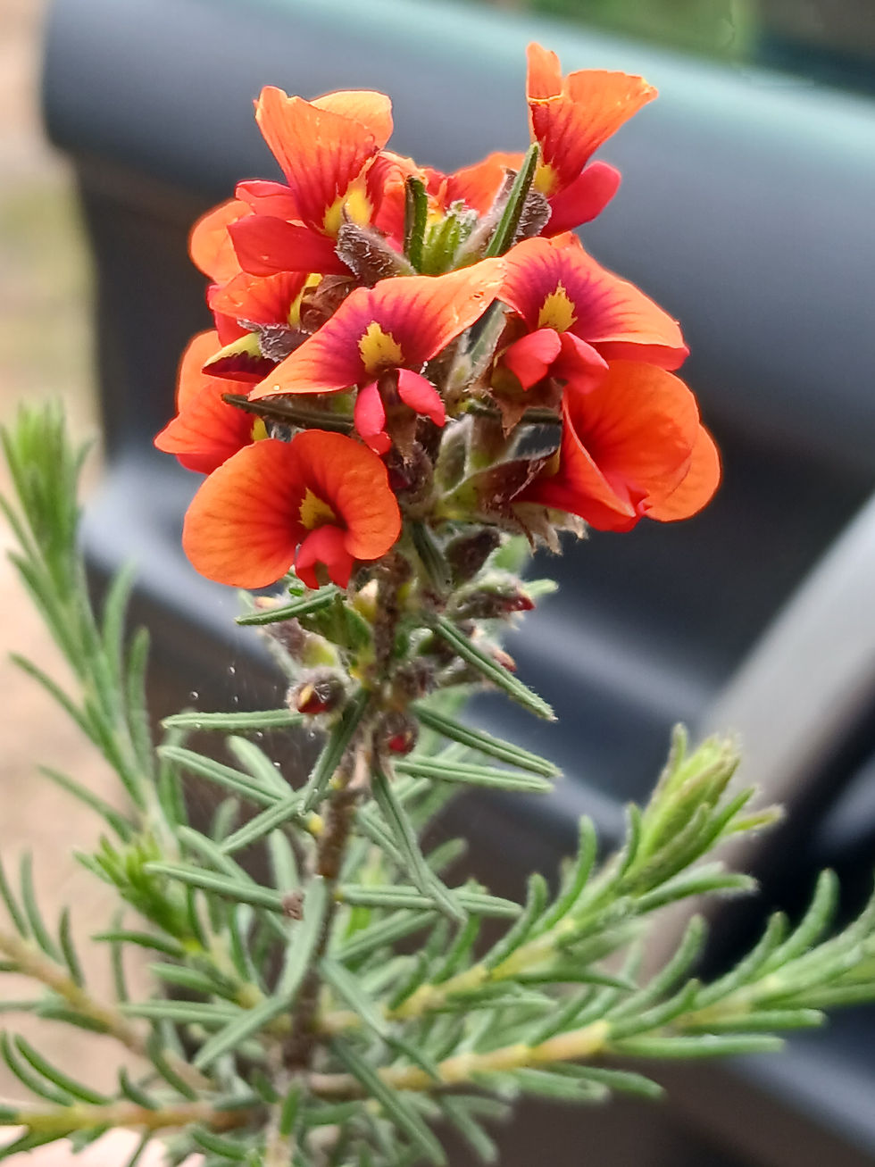 Halls Gap wildflower, October 2026
