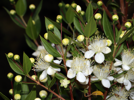Tactile Artwork: Shadow Box Display Case for Crystals, Charms, Amulets