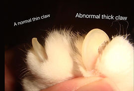 Thick, old cat claw