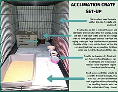 Dog crate set up