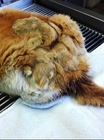Matted fur