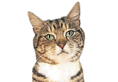 Tabby Cat Portrait_edited.png