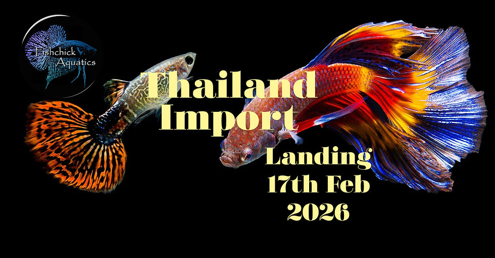 Thailand Direct Import Feb 17th 2026