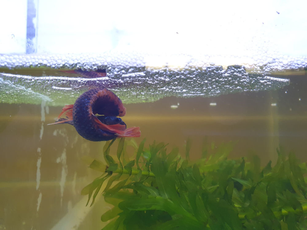 Setting Up a Breeding Tank for Betta splendens