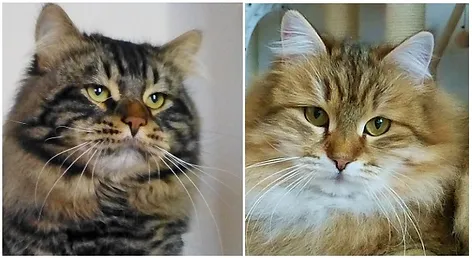 mystic melody siberians