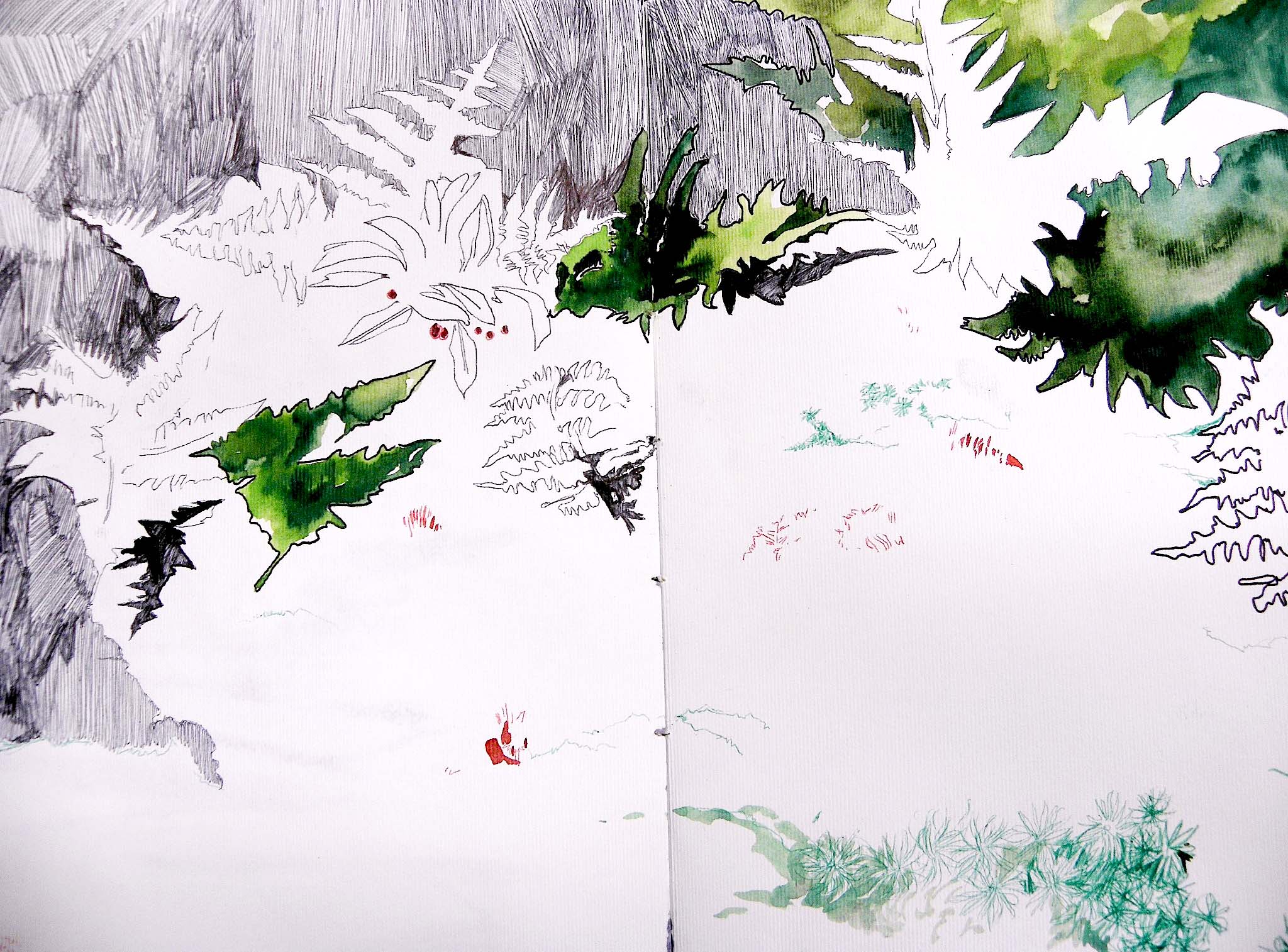 Fern territory