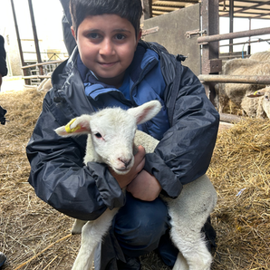 Boy gently holding a lamb