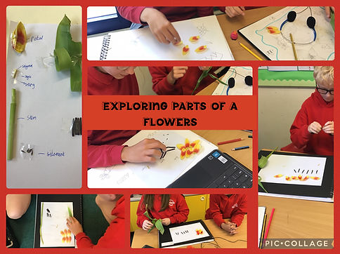 We are exploring parts of a flower.