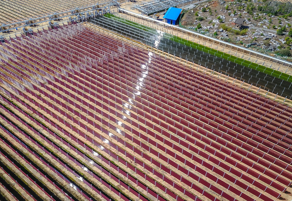 Astaxanthin Farm