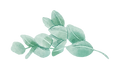 feuilles_Plan de travail 1.png