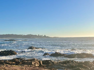 Water Quality's Impact on Seabirds in Monterey