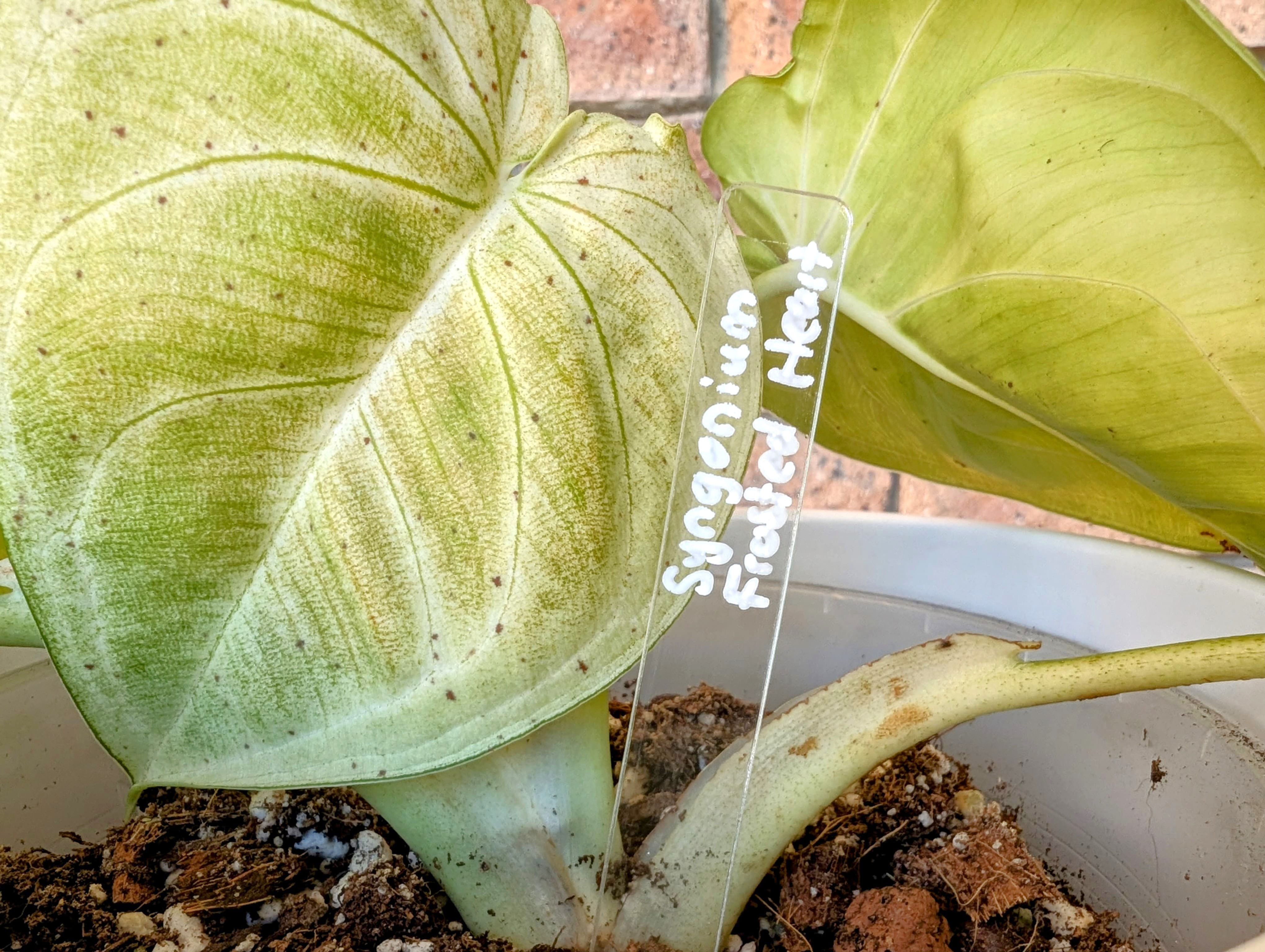 Acrylic Plant Tags (pack of 6)