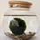 Thumbnail: Marimo Moss Ball (jar not included)