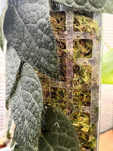 D-Shape Moss Pole | Arcadia Plants