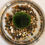 Thumbnail: Marimo Moss Ball (jar not included)