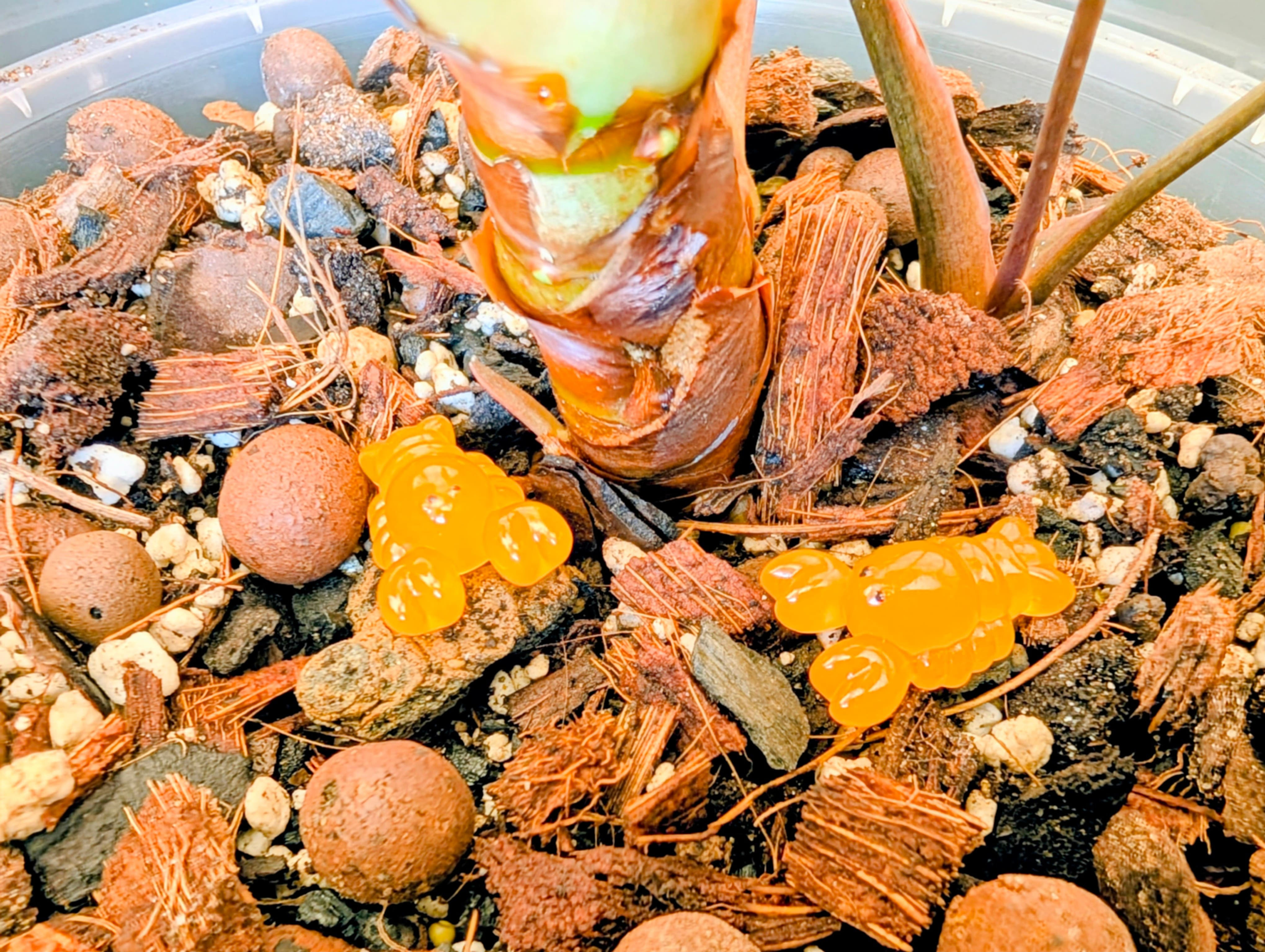 Plant Buddies - Lobster