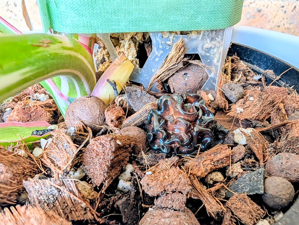 Thumbnail: Plant Buddies - Fungus