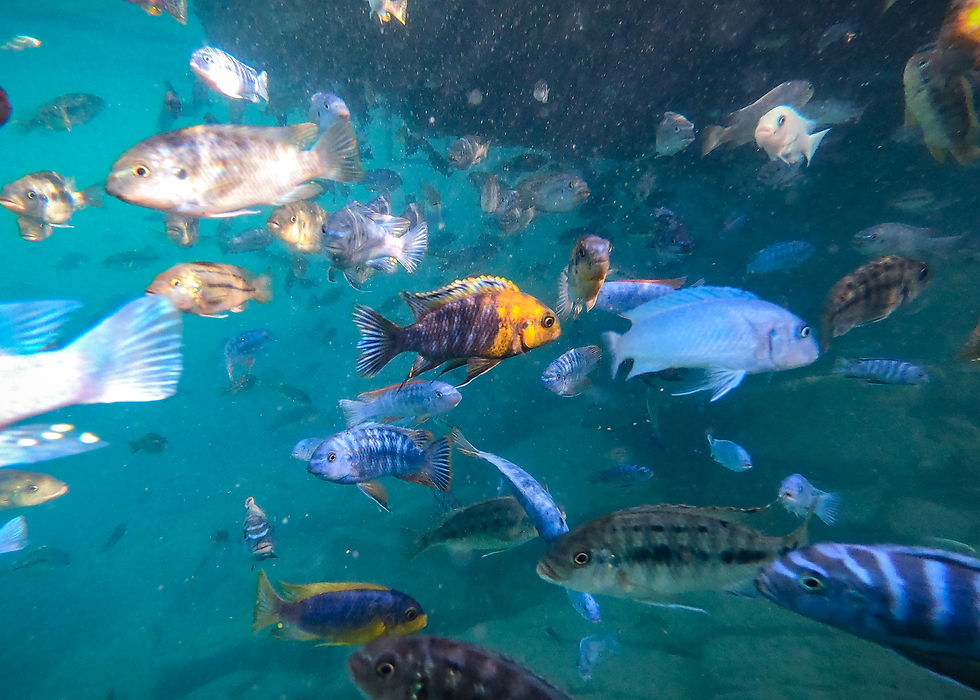 Cichlids in Lake Malawi