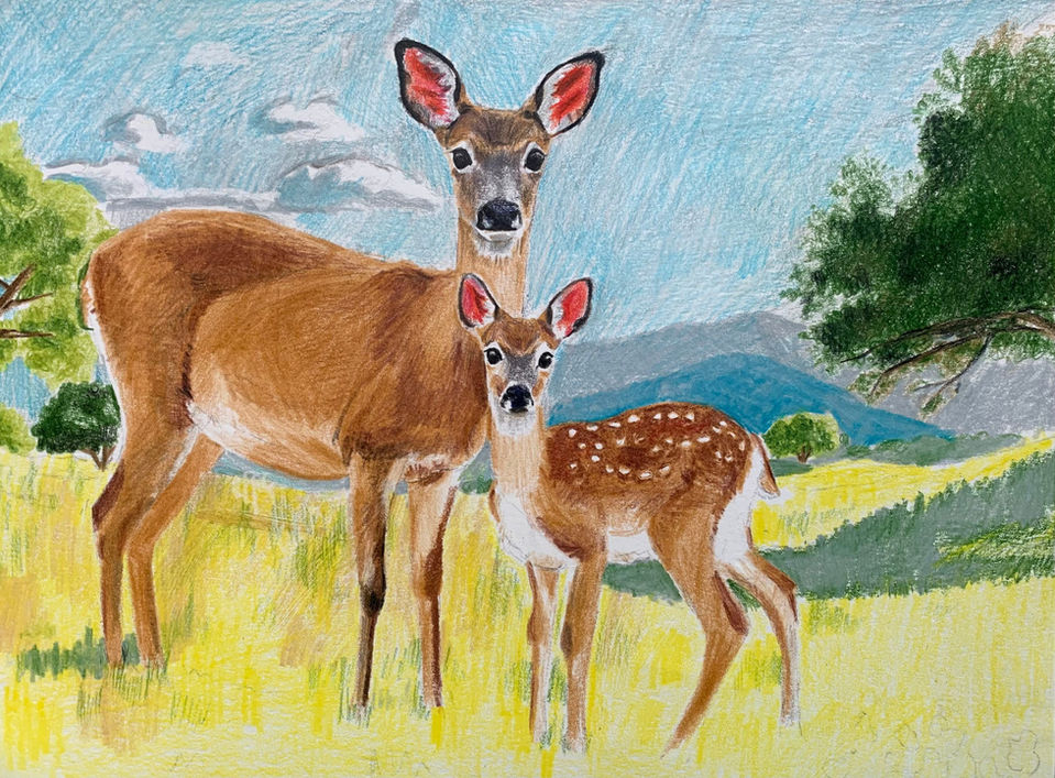 "Hill Country Fauna" deer, fawn, fauna, hill country, Texas, fine art, colored pencils