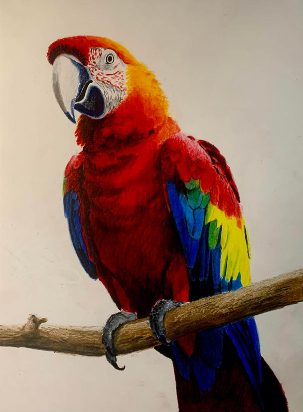 "Tropical Flame" scarlet macaw parrot rainbow feathers fine art colored pencils