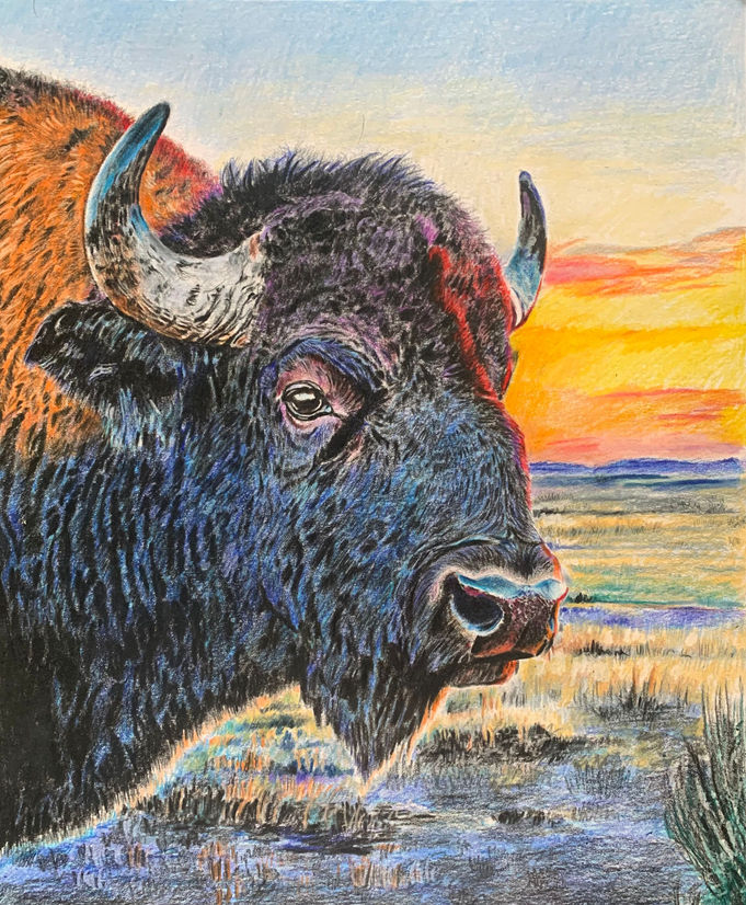 "Home on the Range" buffalo bison prairie fine art colored pencils