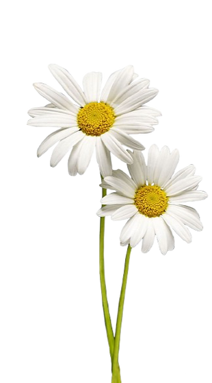 6dc7e2c2ad553fb03a56af1aa6a3ce40-removeb
