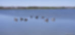 Brown Pelicans of Aransas County