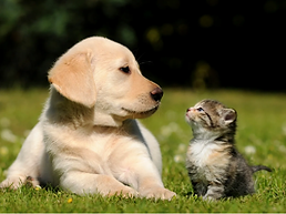 Companion Animal Clinic.png