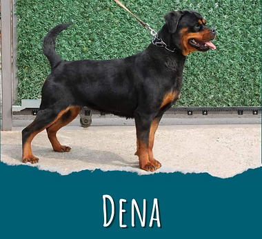 Dena.png