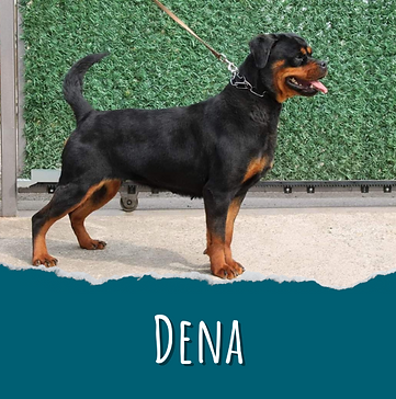 Dena.png
