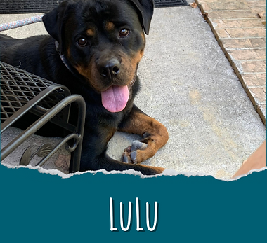 LuLu.png