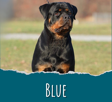 Blue.png