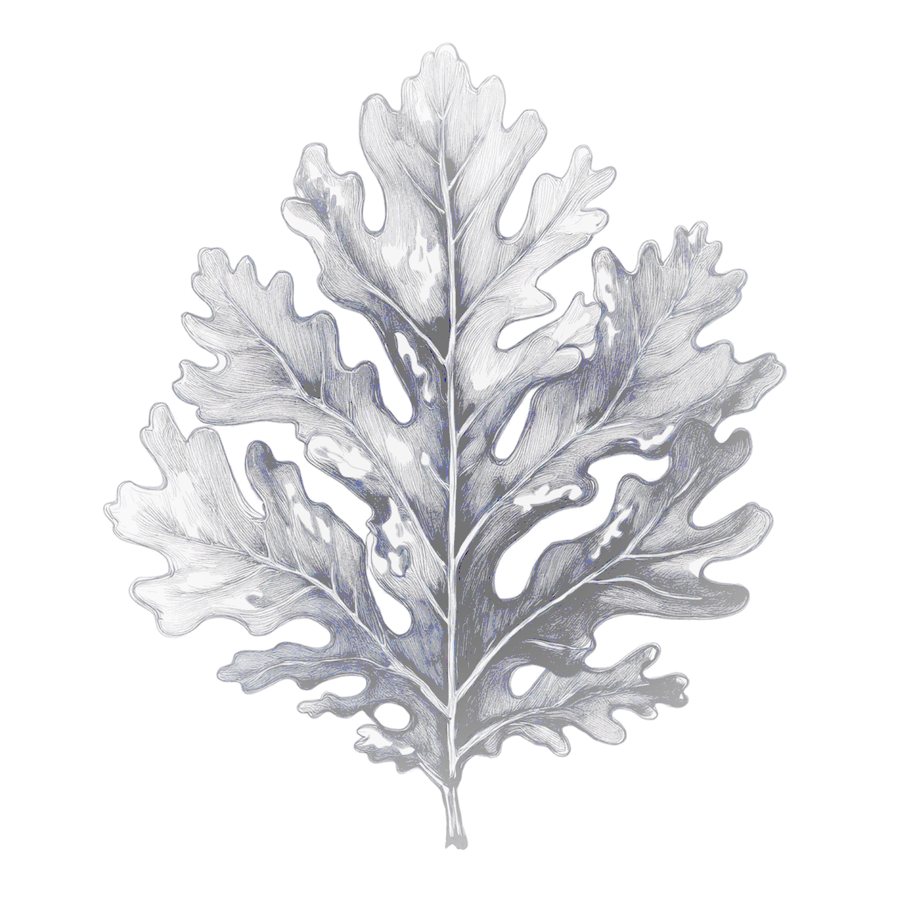 Oakmoss-Leaf-Logo_edited.png