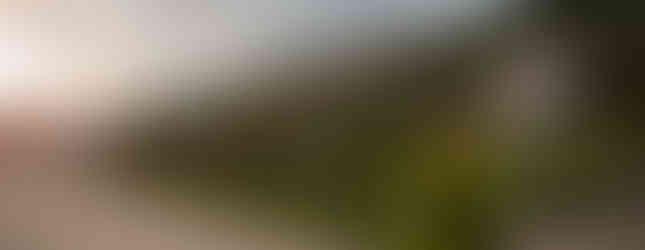 Blick über die Weinberge richtung Belvedere vom Schloss Wackerbarth