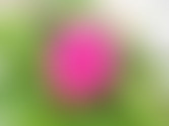 What are Essential Oils