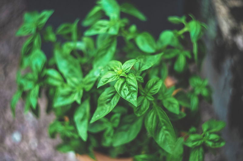 The Sweet Benefits of Basil EO