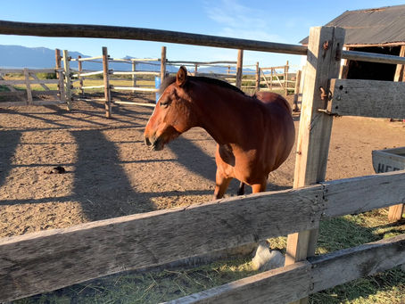 What horses can teach us about leadership