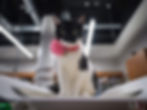 6 Halloween Pet Safety Tips