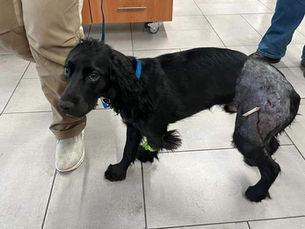 Case Study: The Dog Impaled By a Tree Branch