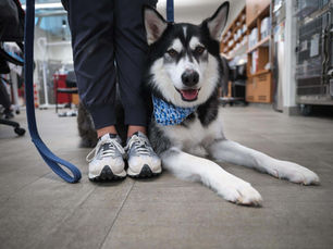 Reasons Why There is Blood in Your Dog's Vomit and What To Do