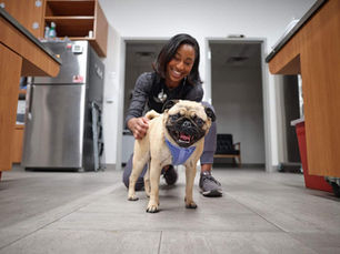 What to Do If Your Dog Eats a Bee