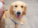 A dog with golden fur, floppy ears, and a blue leash looks at the camera while sitting on the hospital floor.