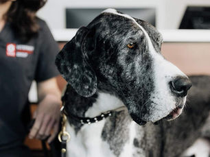 Leptospirosis in Dogs: Signs to Watch for and When it is an Emergency