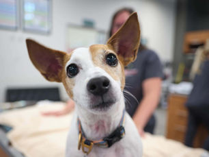 Can Dogs Eat Mushrooms?