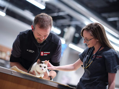 The fur of a white cat with black ears is being pet by a veterinarian while another vet examines the cat.